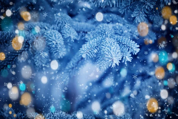 Grenarna av Gran täckt med hoar frost närbild. Vinter bakgrund. — Stockfoto