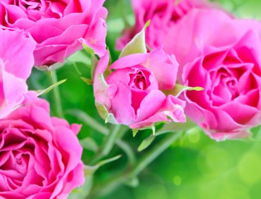 romantik arka plan ile pembe güller