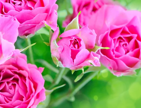 Romantic background with pink roses Stock Image