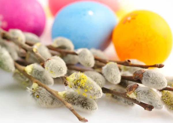 Branches of willow and colorful easter eggs on white background — Stock Photo, Image