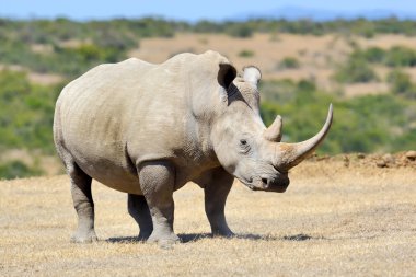 Afrikalı beyaz rhino
