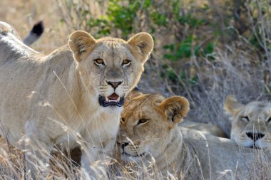 Kenya Ulusal Parkı yakın aslan
