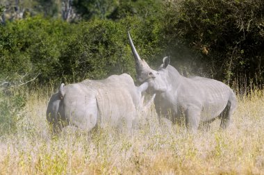 Afrikalı beyaz rhino