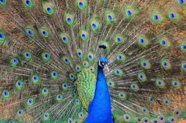 güzel tavuskuşu portresi