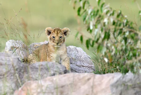 非洲狮幼兽 — 图库照片