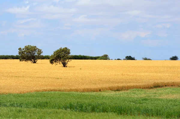 African landscape with wheat — Stock Photo, Image