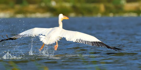 Great white pelican — Stock Photo, Image