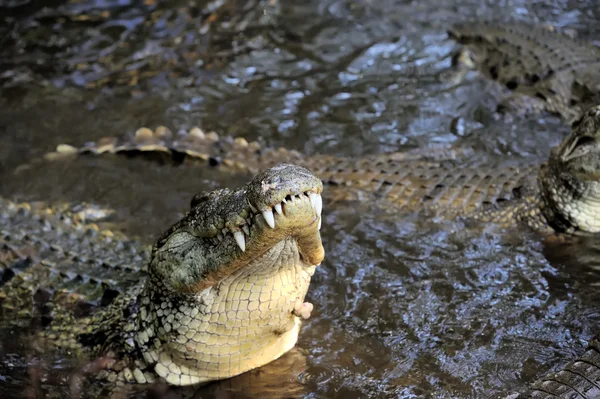 Crocodile in water. Kenya, Afrca — Stock Photo, Image