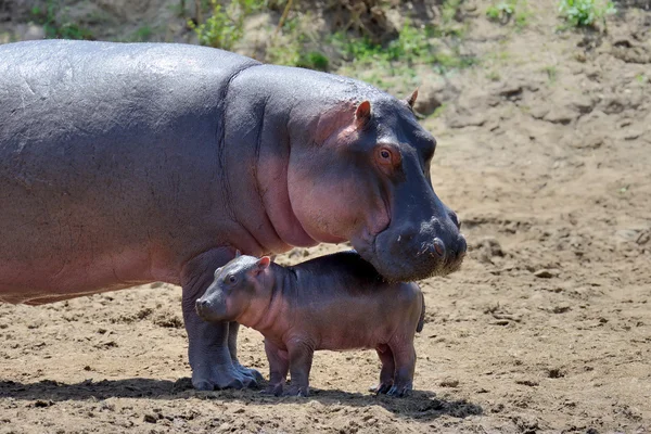 Hipopótamo (Hippopotamus amphibius ) — Foto de Stock