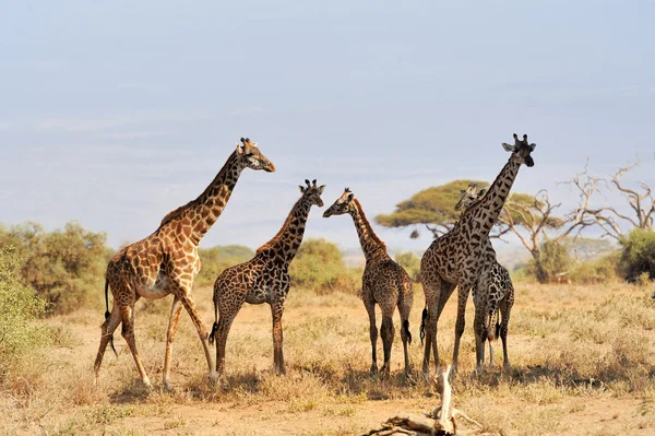 Giraffa nel Parco Nazionale del Kenya — Foto Stock