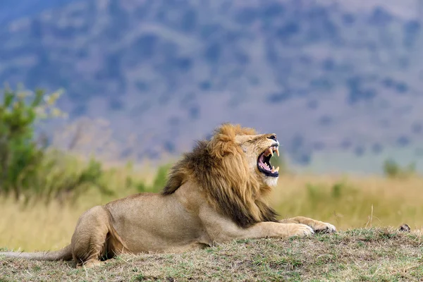 Nauwe Leeuw in nationaal park van Kenia — Stockfoto