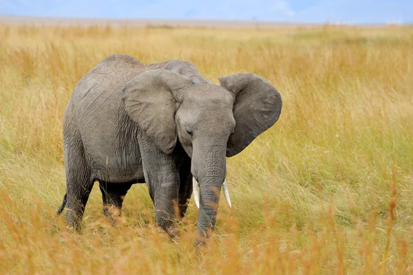 Elefante no parque nacional do Quênia — Fotografia de Stock