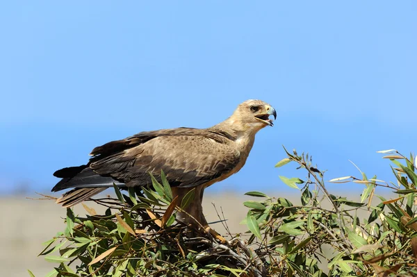 Águia Tawny (Aquila rapax ) — Fotografia de Stock