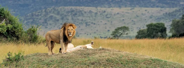 Uzavřít Lev v národním parku v Keni — Stock fotografie