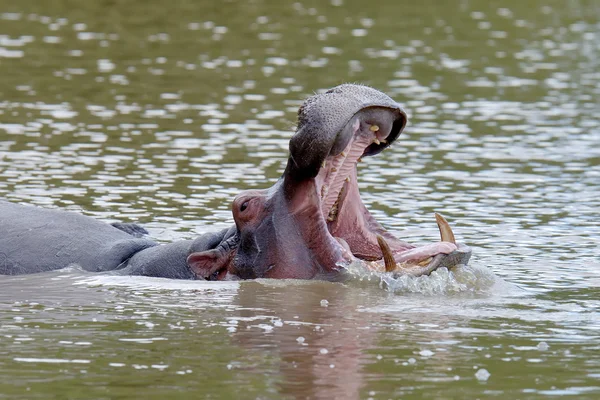 Hipopótamo en el agua — Foto de Stock