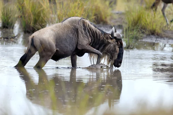 Gnus im Nationalpark Kenia — Stockfoto