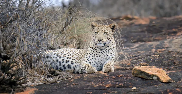 Close-up leopard in National park of Kenya — Stock Photo, Image