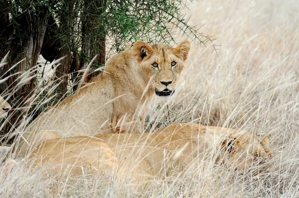 Close lion in National park of Kenya — Stock Photo, Image