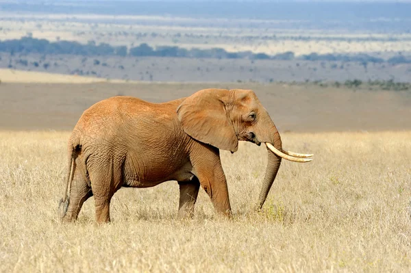 Olifant in national park van Kenia — Stockfoto