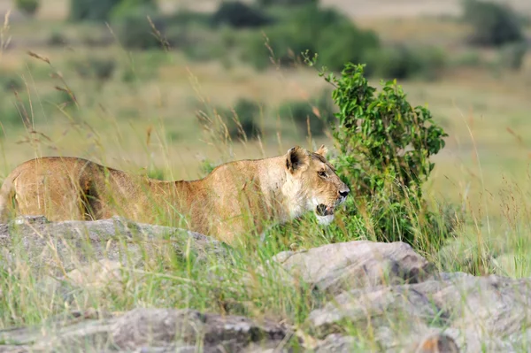 Close lion in National park of Kenya — Stock Photo, Image