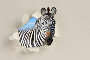 Zebra kağıdı yırtık delik arıyorum