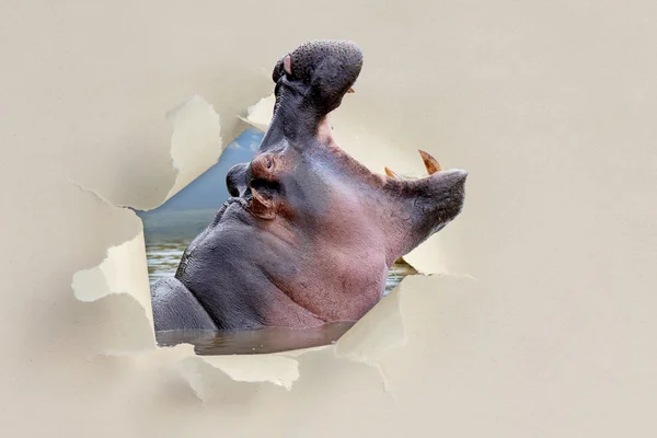 Hippo regardant à travers un trou déchiré le papier — Photo