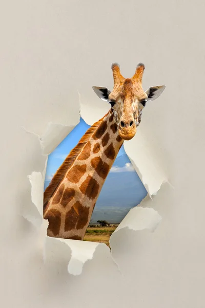 Жираф смотрит сквозь дыру, порванную бумагой. — стоковое фото