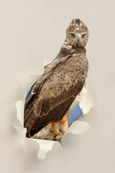 Tawny eagle (Aquila rapax) looking through a hole torn the paper — Stock Photo, Image