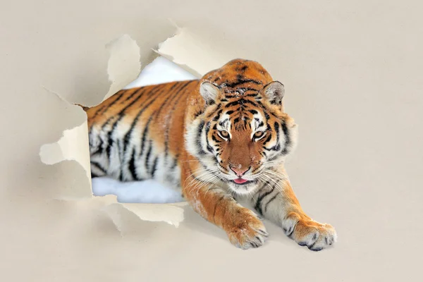 Tiger looking through a hole torn the paper — Stock Photo, Image