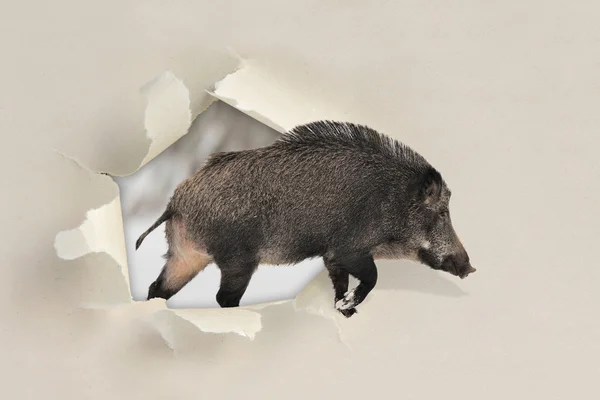 紙の破れた穴を実行している野生のイノシシ — ストック写真