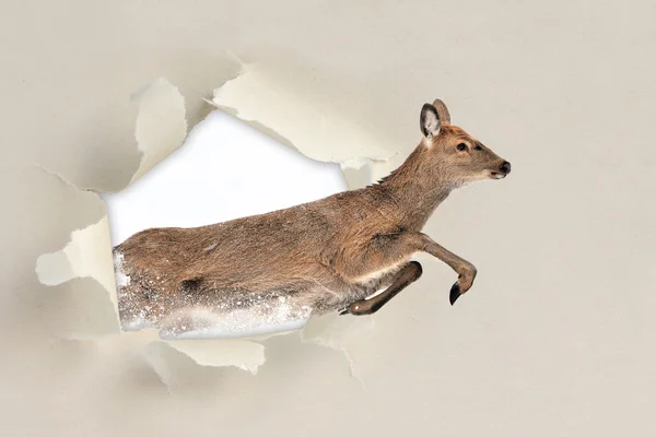 Rådjur kör genom ett hål sönderrivet papper — Stockfoto