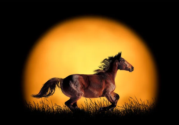 Course de chevaux sur fond de coucher de soleil — Photo