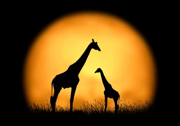 Giraffa silhouette sullo sfondo del tramonto — Foto Stock