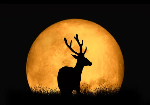 Ciervo silueta en el fondo de la luna roja — Foto de Stock