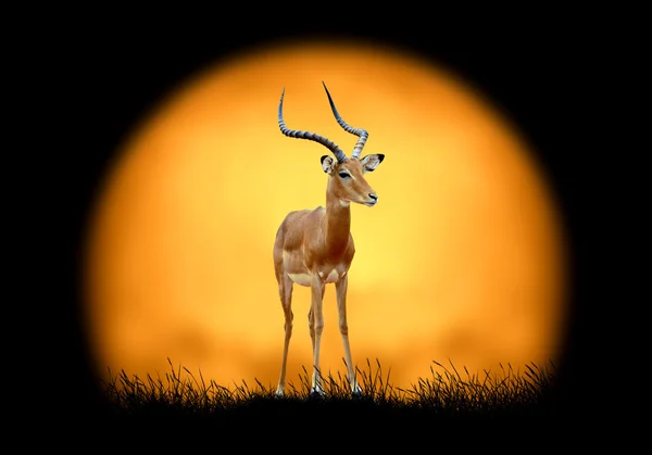 Impala auf dem Hintergrund des Sonnenuntergangs — Stockfoto