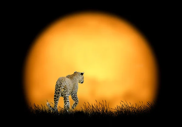 Leopard on the background of sunset — Stock Photo, Image