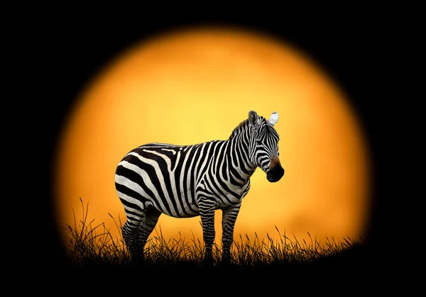 Zebra günbatımı arka plan üzerinde — Stok fotoğraf