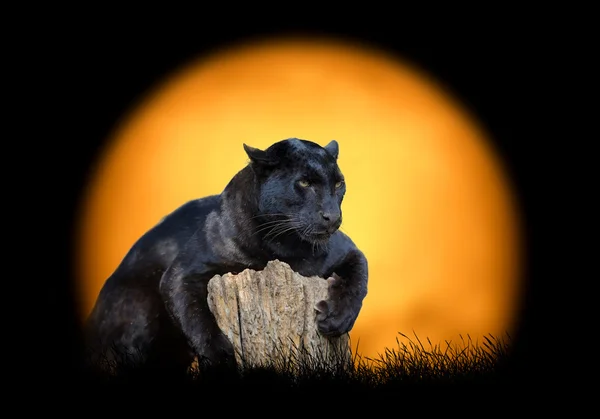 Zwarte leopard op de achtergrond van de zonsondergang — Stockfoto