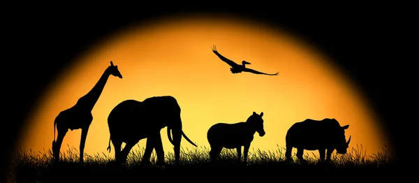 Silhouette animali africani sullo sfondo del tramonto — Foto Stock