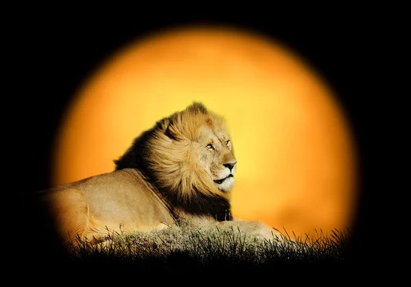 Lev na pozadí slunce — Stock fotografie
