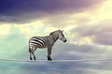 Bir ip üzerinde yürüme zebra
