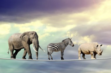 Fil, zebra, bir ip üzerinde yürüme gergedan