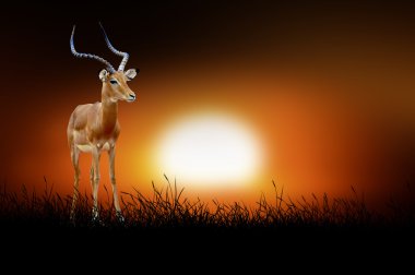 Impala günbatımı arka plan üzerinde