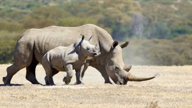 Afrikalı beyaz rhino