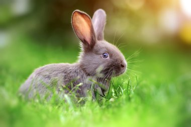 Rabbit in the grass clipart