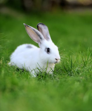 Bebek tavşan çim