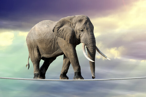 Elephant walking on a rope