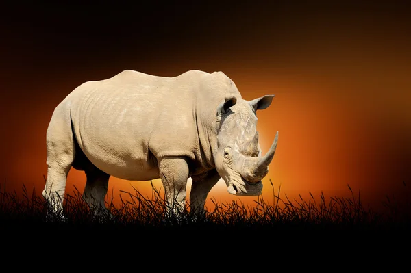 Rhino sur le fond de coucher de soleil — Photo