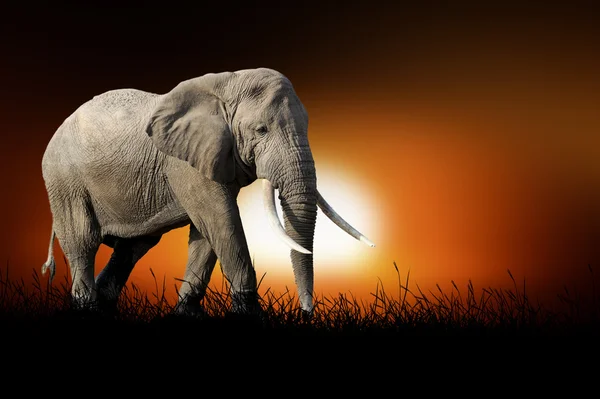 Éléphant sur le fond du coucher du soleil — Photo