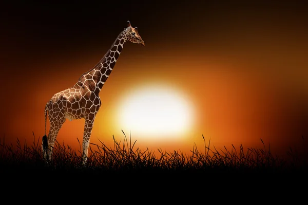 Giraff på bakgrund av sunset — Stockfoto